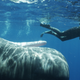 Image for article titled These beautiful portraits of whales will make you weep at the wonder of the universe (no, really)